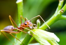 Biological Control Fire Ants