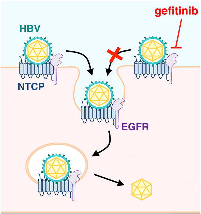 Hbv гепатит. HBV вирус. Скрытая инфекция HBV. Hepatitis b virus. Гефитиниб механизм действия.