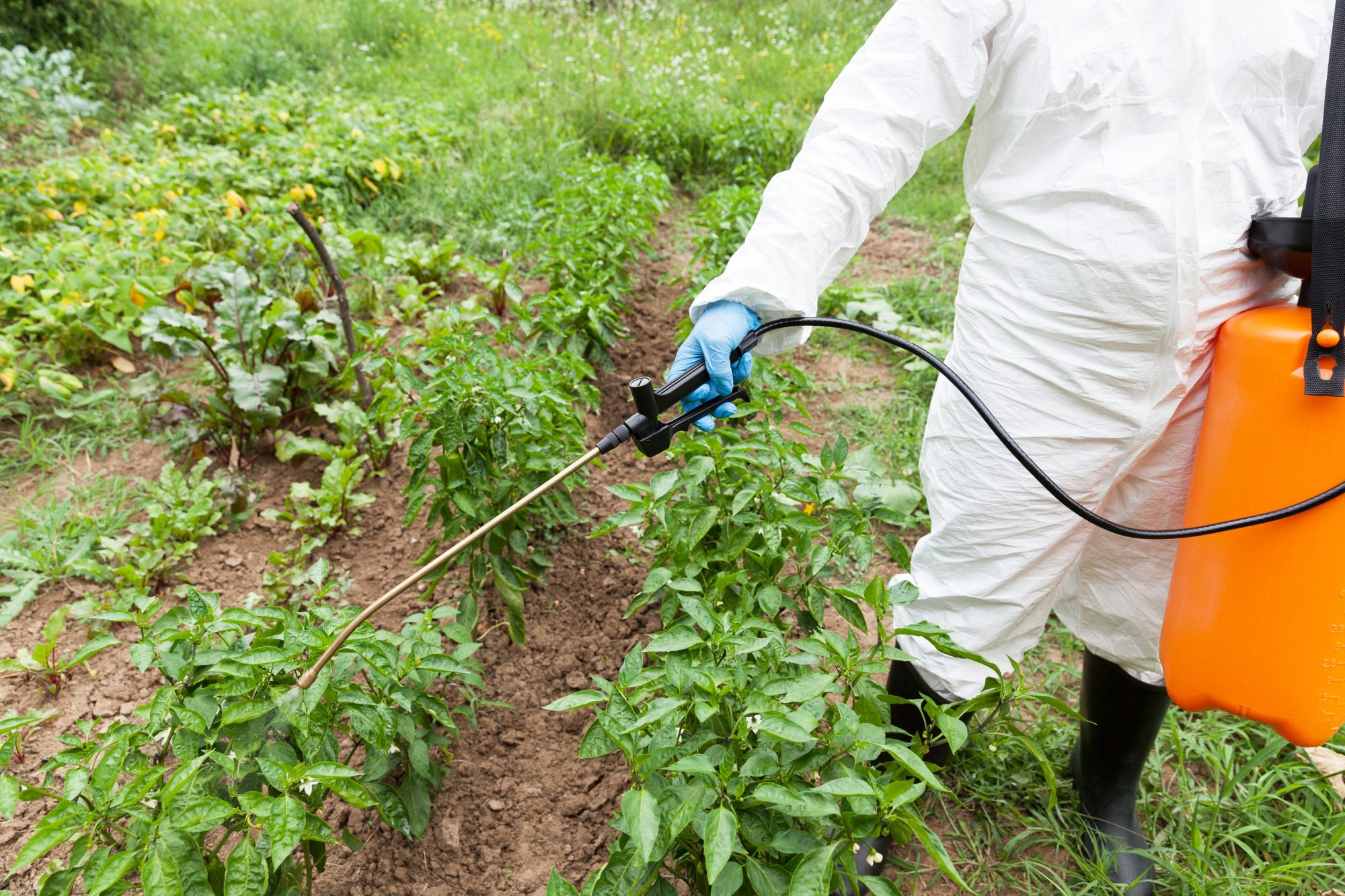 insecticides and pesticides