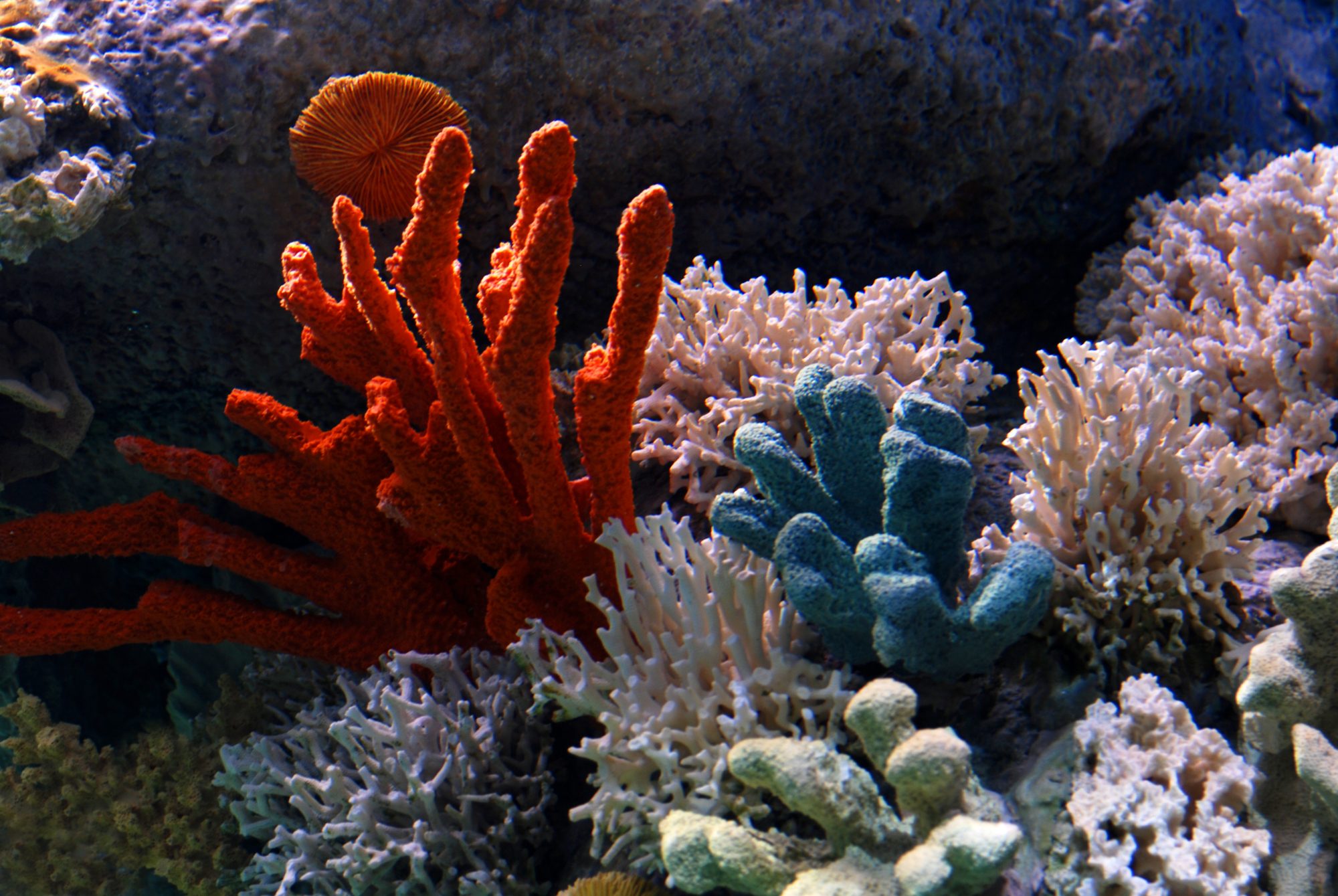 coral reef animals and plants