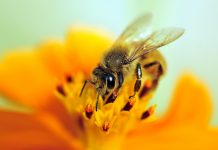 plant diversity, bee conservation