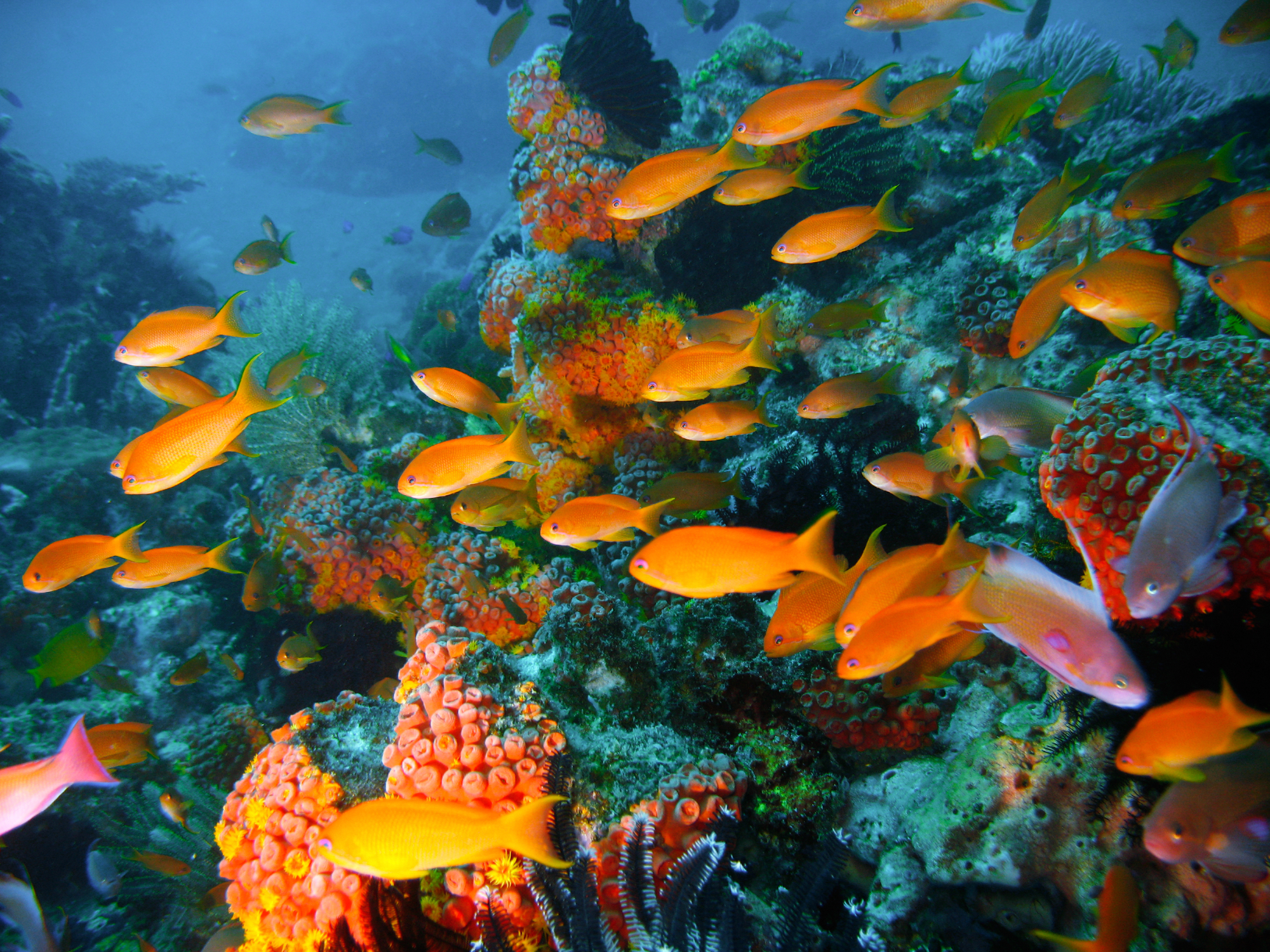 Mars: Restoring coral reefs to boost biodiversity