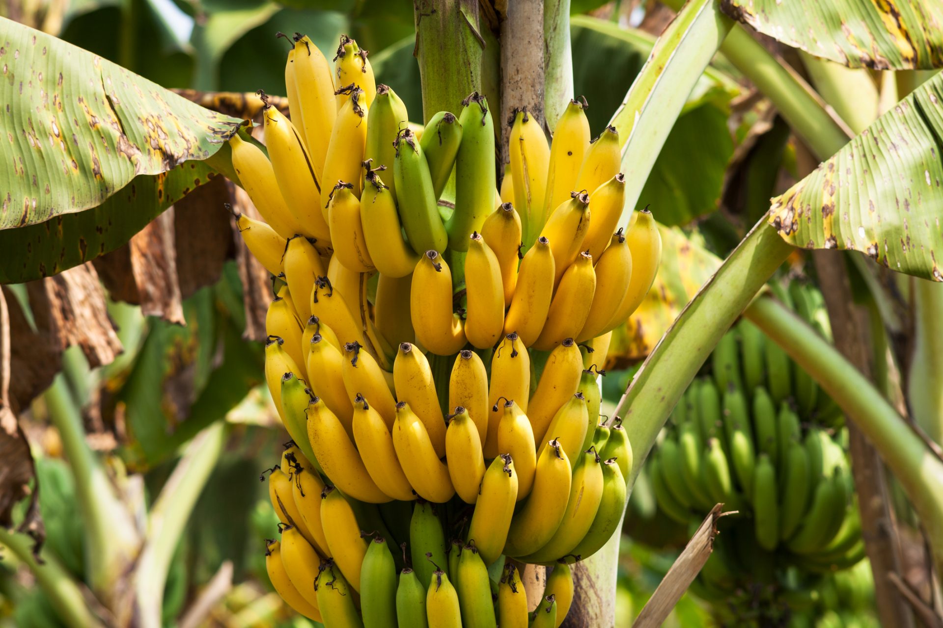 Scientists use dried banana peel to generate hydrogen