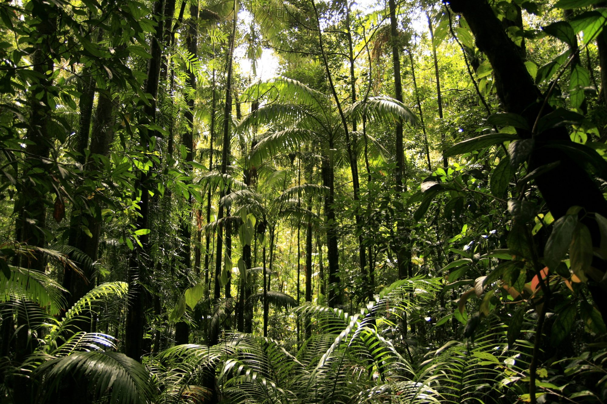 Natural regeneration can rapidly re-grow tropical forests