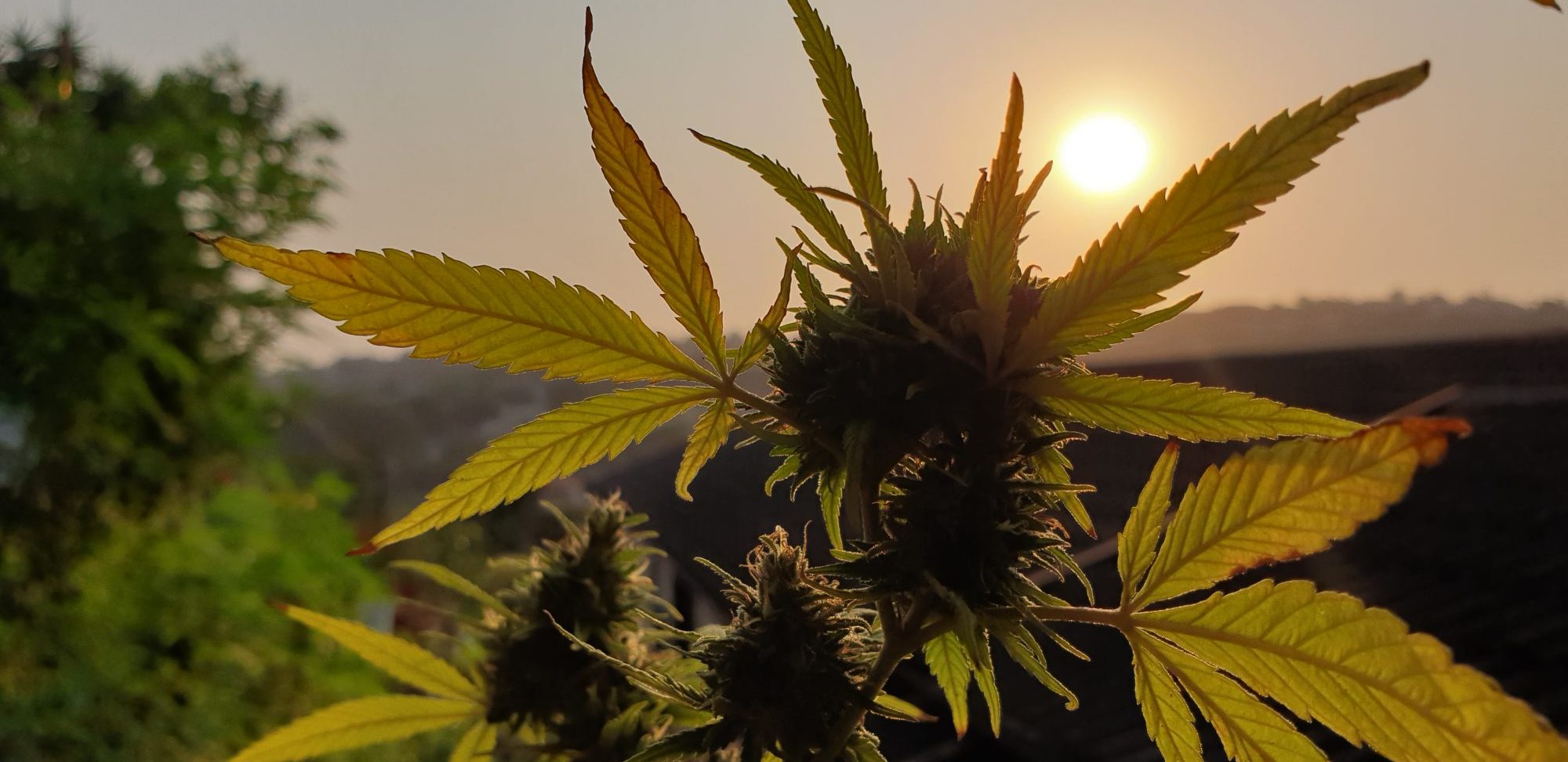 Cannabis Outdoor Sunset Horizon Direct