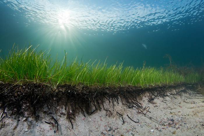 How Seagrass Can Protect the Ocean — Sea Going Green