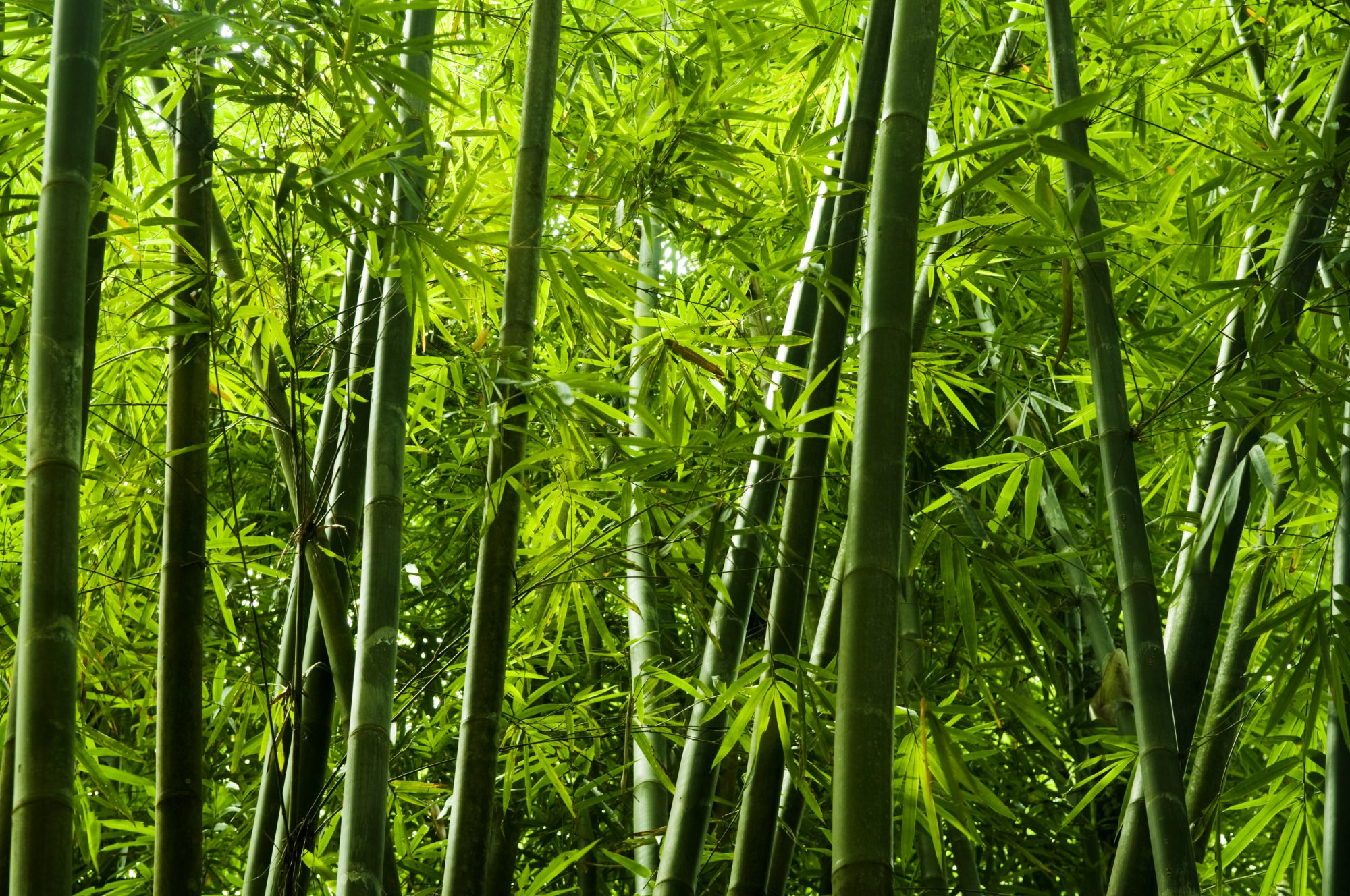 Bamboo Steps Up, Science