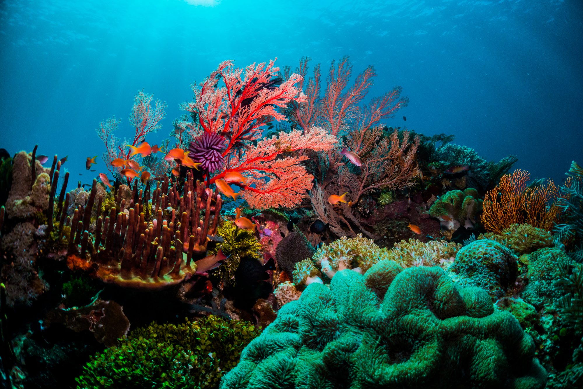 CASE STUDY: Pacific coral reef management in a changing climate