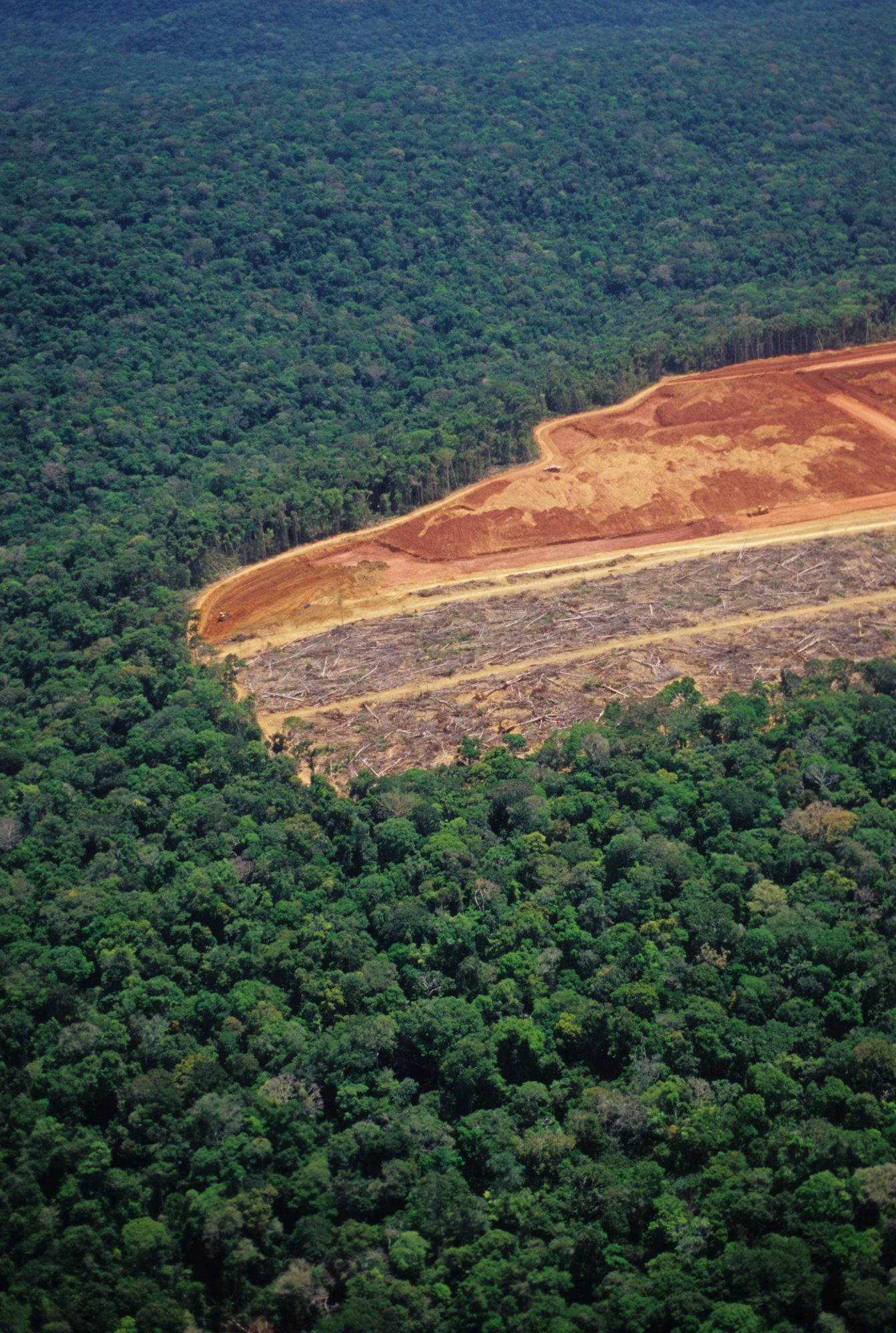 Deforestation in the Brazilian  fell by 68% in April - but will it  continue?