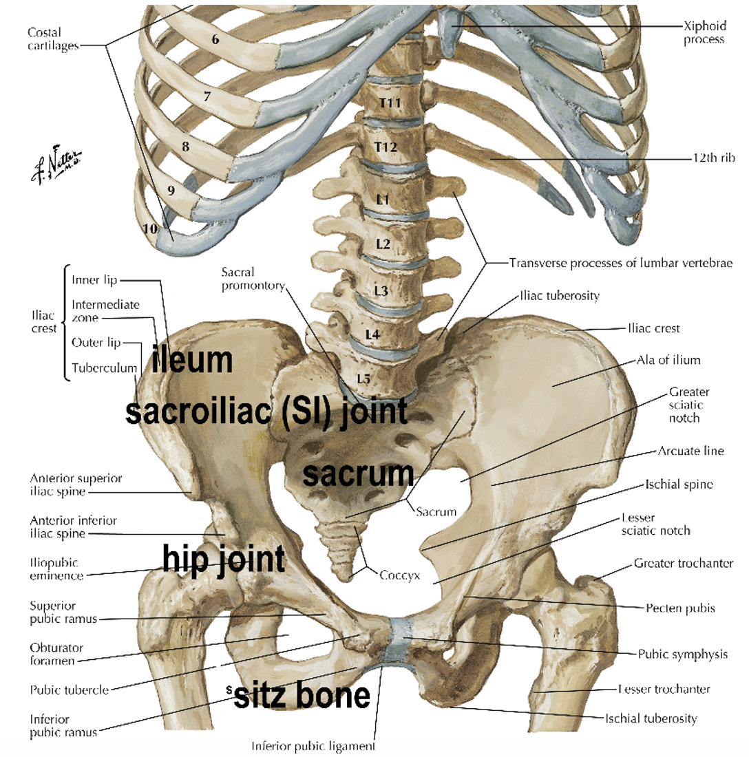 Is my lower back pain coming from my sacroiliac joint? - Flourish