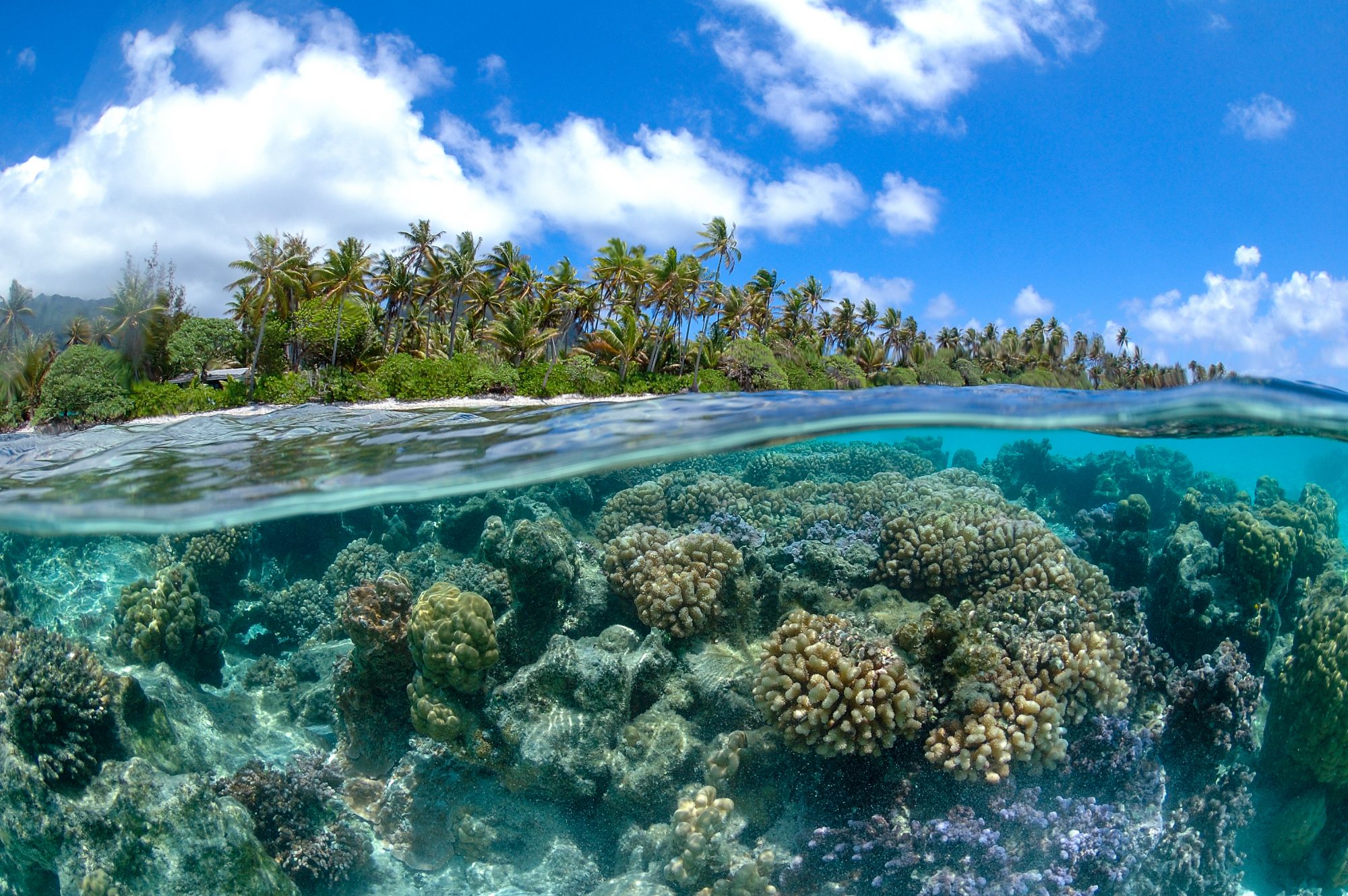 Mars: Restoring coral reefs to boost biodiversity