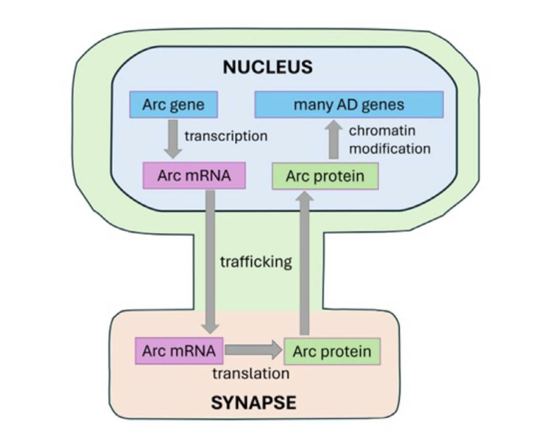 Diagram illustrating regulation of Arc expression (transcription, translation), trafficking to synapses, and epigenetic AD gene regulation.
