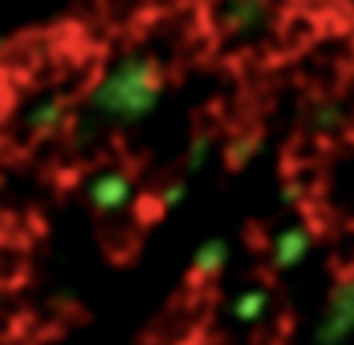 Still image of highly dynamic chromatin (red) interacts with Arc pucta (green). Shown is a small detail of a neuronal nucleus imaged by high-resolution microscopy. Notice how finger-like extensions of the chromatin transiently visit Arc pucta. The movie is sped up 10 times.