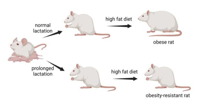 Figure 1. Rats with prolonged lactation are protected against high-fat diet-induced obesity.