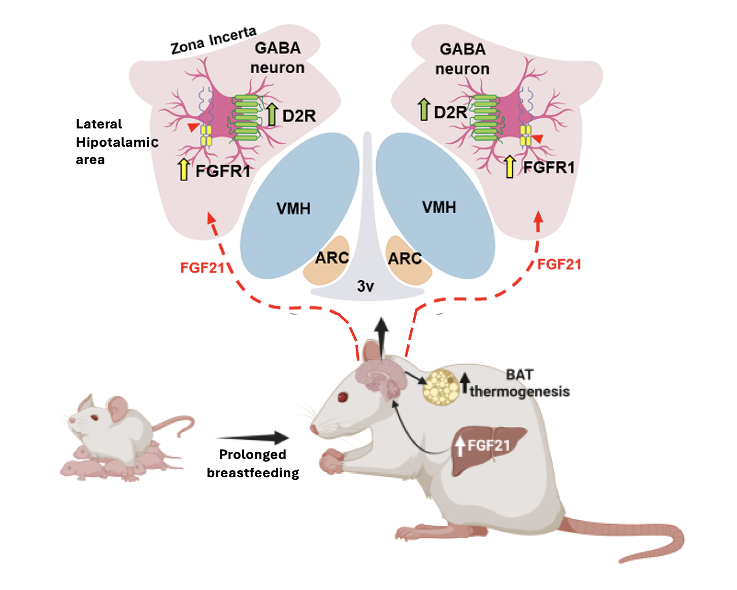Figure 2. Prolonged lactation increases the synthesis and release of FGF21 in the liver. FGF21 enters the brain with the aid of tanycytic shuttles and acts on neurons of the lateral hypothalamic area/zona incerta, which also express the FGF21 receptor. By acting in these neurons, FGF21 induces thermogenesis in brown adipose tissue, which leads to higher energy expenditure, contributing to the protection against weight gain.
