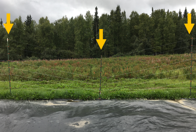 Figure 1: Black plastic mulch created a sinkhole and caused a fence post (marked by yellow arrows) to collapse during the 2019 growing season in Fairbanks, Alaska.
