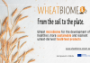 sustainable wheat production, WHEATbiome