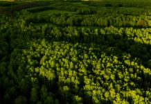 Drone aerial landscape. Green forest