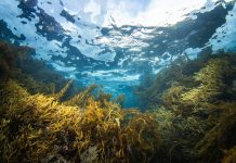 Underwater environment beneath the ocean surface with seaweed and kelp beds