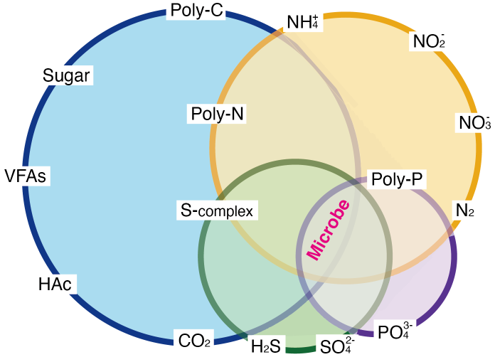 Figure 1: Microbes particulate the cycles of four important elements.