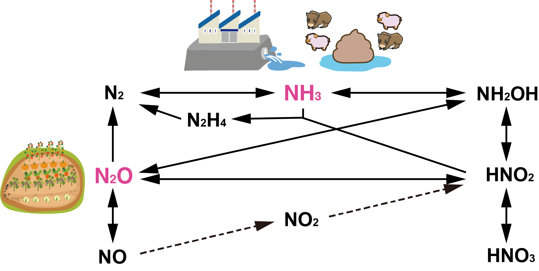 Figure 5: Role of two main forms in the nitrogen cycle and their possible pathways.
