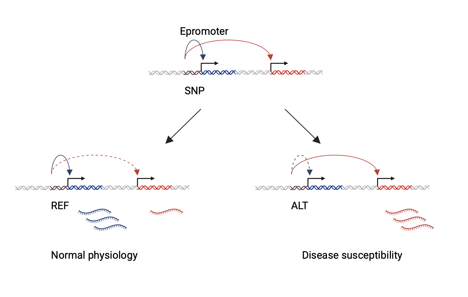 Figure 4. Confounding role of Epromoters in regulatory complexity and disease susceptibility
