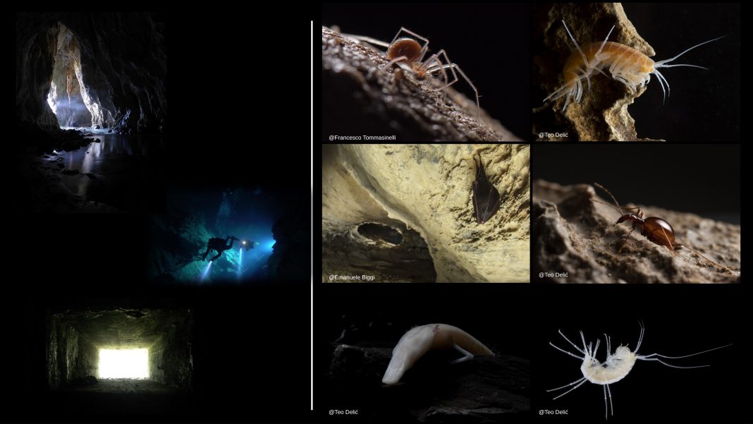 Figure 1. Different types of subterranean ecosystems and organisms.