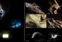 Figure 1. Different types of subterranean ecosystems and organisms.