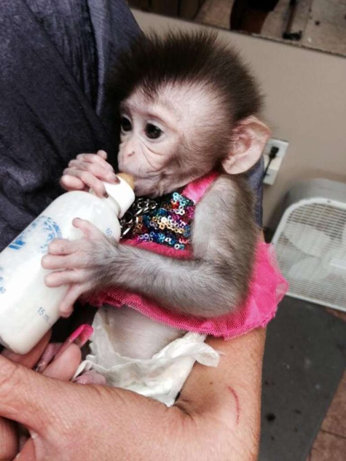 Pet monkey being bottle-fed. Used with permission by Jungle Friends Primate Sanctuary