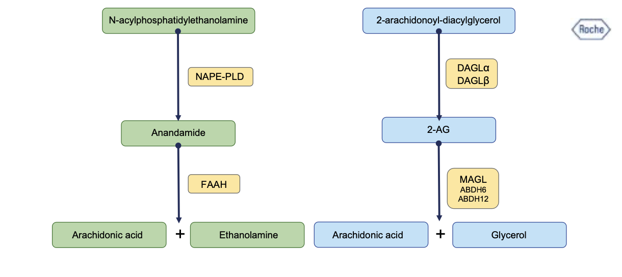 Figure 2: Main pathways for endocannabinoid synthesis and degradation. Additional pathways for AEA synthesis (Phospholipase C, α/β-hydrolyse 4, and soluble phospholipase A2) and for 2-AG (PLA1) are not illustrated here.