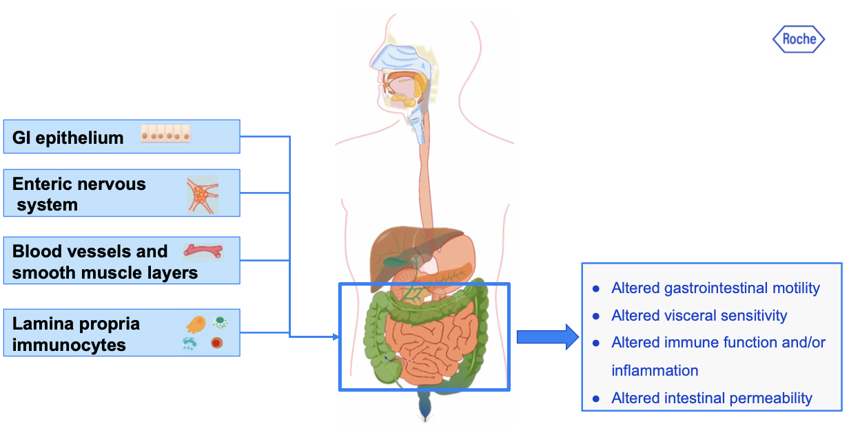 Figure 3: Expression of the endocannabinoid system in the human gastrointestinal tract and functions.