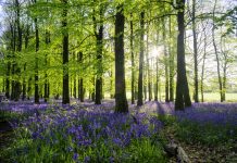 Bluebell Wood At Dawn