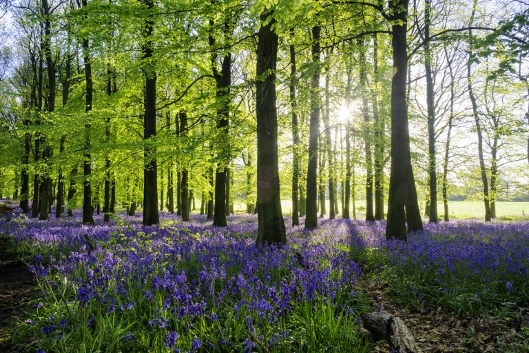 Bluebell Wood At Dawn