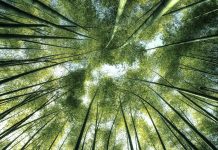 Arashiyama Bamboo Forest in Kyoto Japan, climate change and climate policy in europe