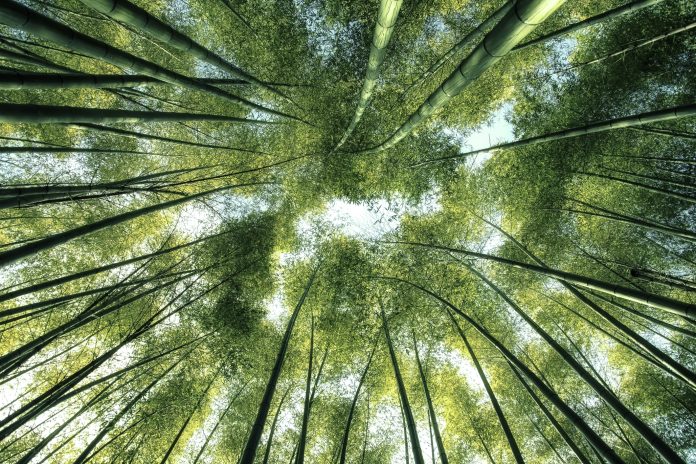 Arashiyama Bamboo Forest in Kyoto Japan, climate change and climate policy in europe