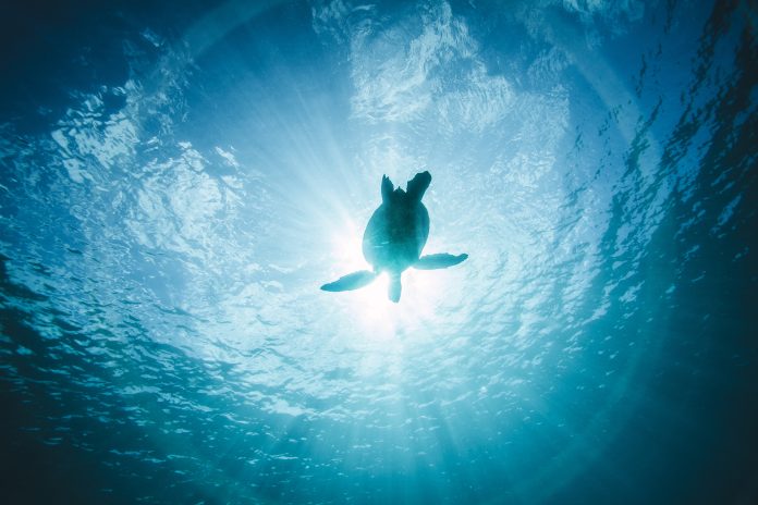 Turtle swimming through clear blue ocean in silhouette by sun