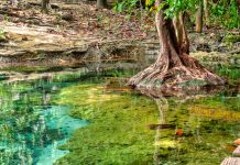 Banyan tree roots in Jungle freshwater stream