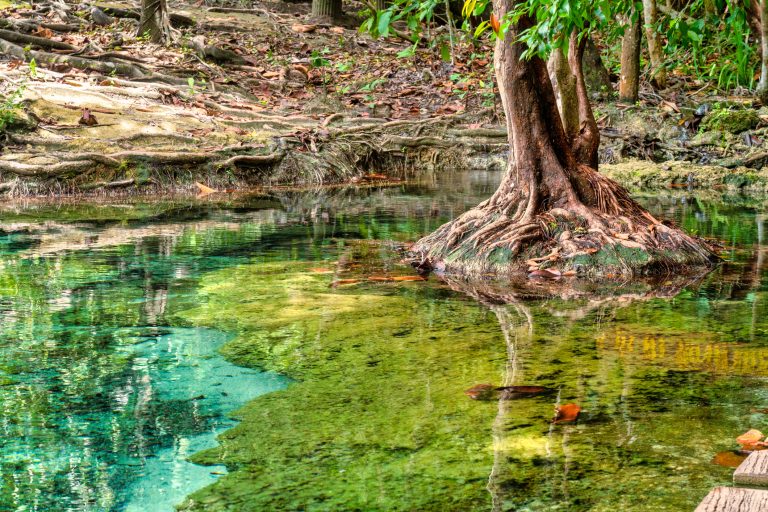 Banyan tree roots in Jungle freshwater stream