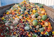 Expired Organic bio waste. Mix Vegetables and fruits in a huge container, in a rubbish bin. Heap of Compost from vegetables or food for animals.