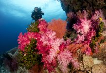 Female Scuba Diver