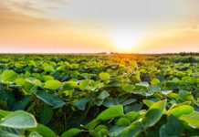 Sunset over growing soybean plants at ranch field