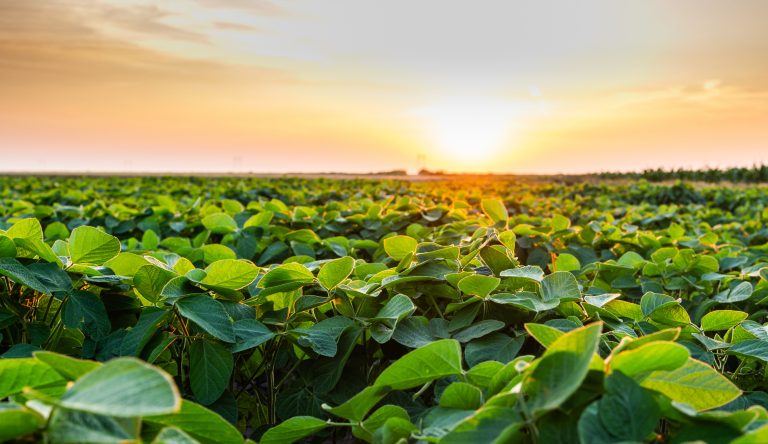 Sunset over growing soybean plants at ranch field