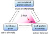 Figure 1: Three different non-genetically encoded scaffolds regulate cellular responses. The interactions between them are normally kept in check to ensure that cells remain healthy and functional, with arrows indicating positive interactions and dotted lines with a bar at one end representing inhibitory events. The Z-RNAs expressed from the genome will cause inflammatory cell death when interferon induces high levels of ZBP1 (as indicated by the scarlet shading). That response eliminates virally infected cells, other aged cells that no longer function normally, and those inflamed cells that support the growth of malignancies.