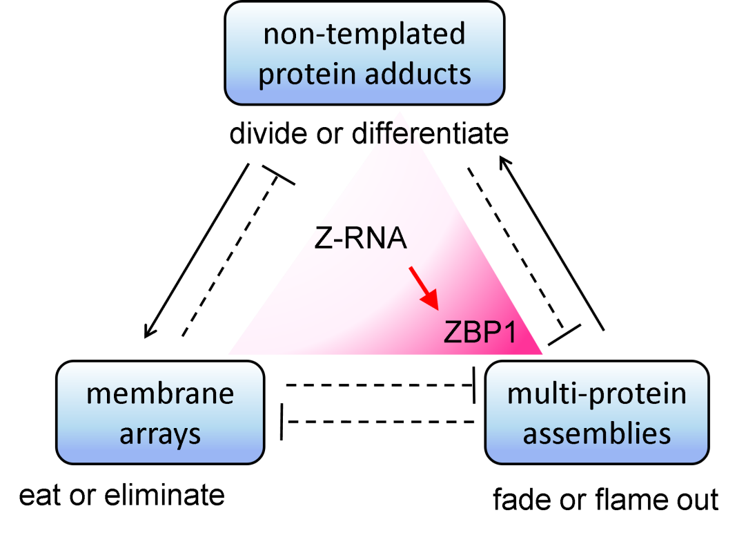 Figure 1: Three different non-genetically encoded scaffolds regulate cellular responses. The interactions between them are normally kept in check to ensure that cells remain healthy and functional, with arrows indicating positive interactions and dotted lines with a bar at one end representing inhibitory events. The Z-RNAs expressed from the genome will cause inflammatory cell death when interferon induces high levels of ZBP1 (as indicated by the scarlet shading). That response eliminates virally infected cells, other aged cells that no longer function normally, and those inflamed cells that support the growth of malignancies.