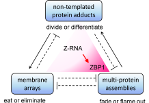 Figure 1: Three different non-genetically encoded scaffolds regulate cellular responses. The interactions between them are normally kept in check to ensure that cells remain healthy and functional, with arrows indicating positive interactions and dotted lines with a bar at one end representing inhibitory events. The Z-RNAs expressed from the genome will cause inflammatory cell death when interferon induces high levels of ZBP1 (as indicated by the scarlet shading). That response eliminates virally infected cells, other aged cells that no longer function normally, and those inflamed cells that support the growth of malignancies.