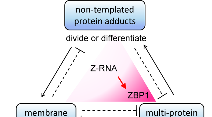 Figure 1: Three different non-genetically encoded scaffolds regulate cellular responses. The interactions between them are normally kept in check to ensure that cells remain healthy and functional, with arrows indicating positive interactions and dotted lines with a bar at one end representing inhibitory events. The Z-RNAs expressed from the genome will cause inflammatory cell death when interferon induces high levels of ZBP1 (as indicated by the scarlet shading). That response eliminates virally infected cells, other aged cells that no longer function normally, and those inflamed cells that support the growth of malignancies.