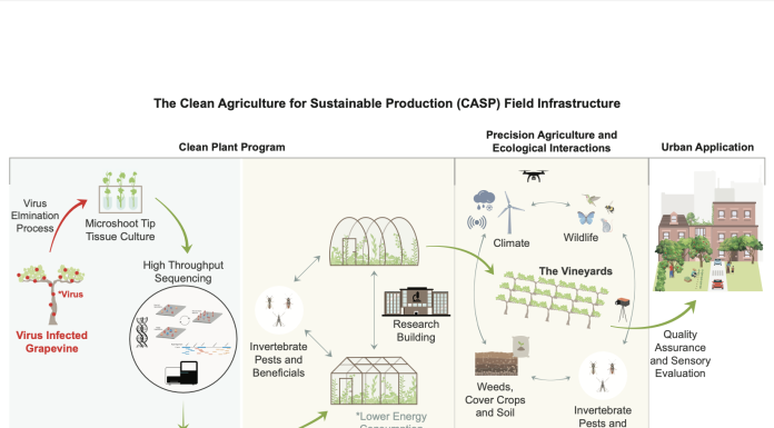 grape and wine industry infographic, The Clean Agriculture for Sustainable Production (CASP) Field Infrastructure