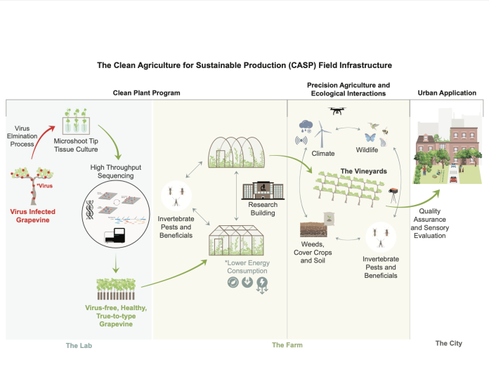 grape and wine industry infographic, The Clean Agriculture for Sustainable Production (CASP) Field Infrastructure