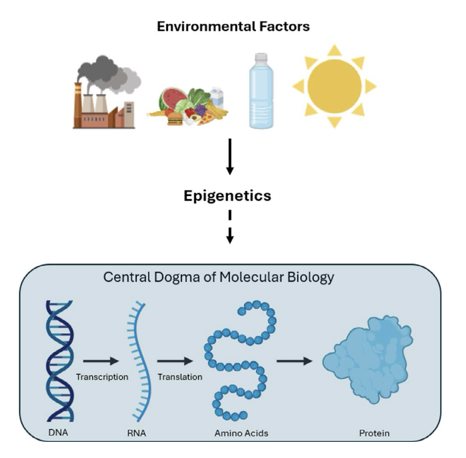 Figure 1: Epigenetics and the central dogma of biology. The central dogma is that DNA encodes for all the macromolecules needed to build and maintain biological organisms via the transcription of the information encoded by the sequence of nucleotides in the DNA into a complementary sequence of nucleotides in RNA, which is then translated into a specific sequence of amino acids that comprise proteins. Mutations or alterations in the DNA sequence can result in failure to make a functional protein or the production of a protein with altered function. Such changes in the DNA sequence can cause disease outright or alter an individual’s susceptibility to environmental factors that promote disease. However, this linear model overlooks the role of epigenetic factors, which can change transcription and/or translation independent of changes in the DNA sequence. Epigenetic mechanisms are influenced by environmental cues, thus, epigenetics are an important mechanism for allowing biological organisms to react to changes in their environment. Epigenetic modifications integrate environmental signals, such as pollution, diet, and lifestyle factors, to modulate gene activity without altering the underlying DNA sequence.