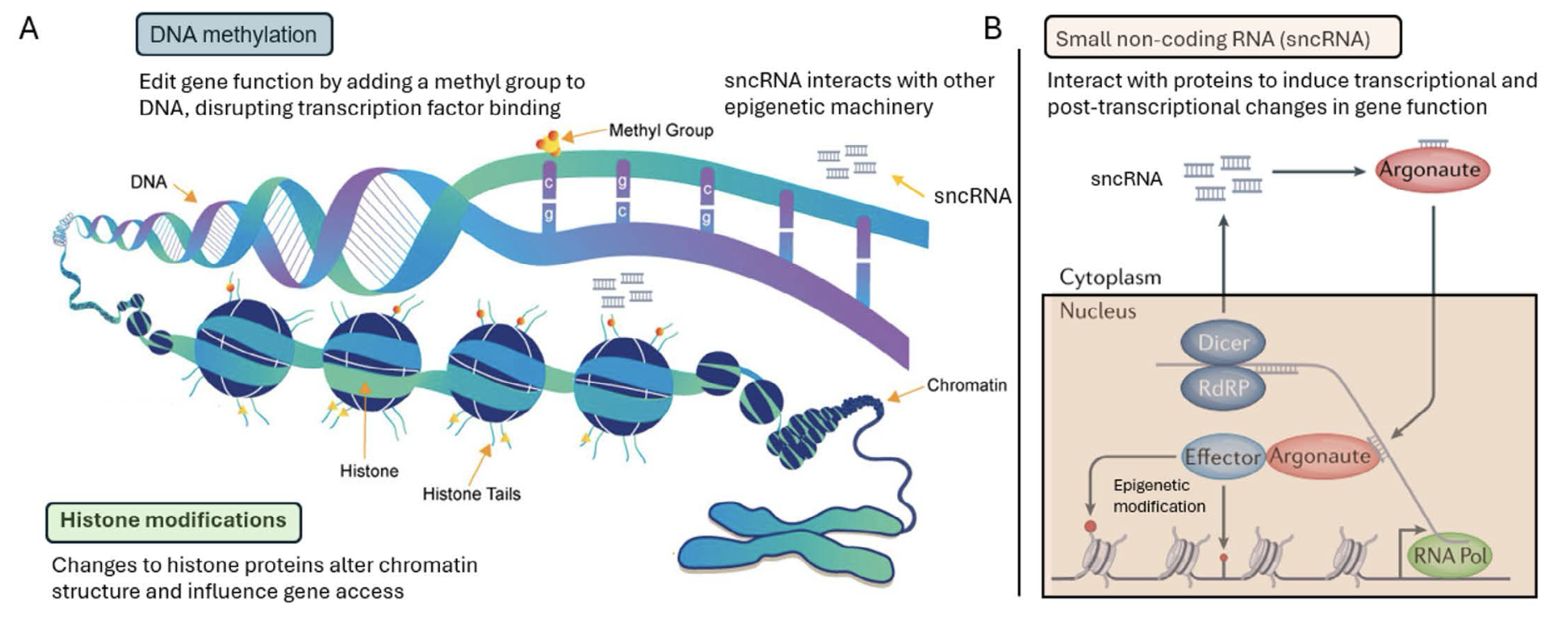 Figure 2: Mechanisms of epigenetic regulation. DNA methylation involves the methylation of a cytosine nucleotide, which generally inhibits gene expression by preventing transcription factor binding. Histone modifications occur on the lysine-rich tails of histone proteins that influence chromatin structure, rendering regions of the genome inaccessible to the molecular machinery that carry out transcription. Small non-coding RNAs are diverse molecules that regulate gene expression by interacting with other epigenetic processes (as shown in panel A) or via RNA degradation pathways to control translation (as shown in panel B).